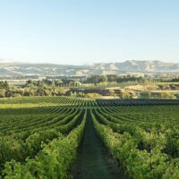 Food, Wine & Nightlife