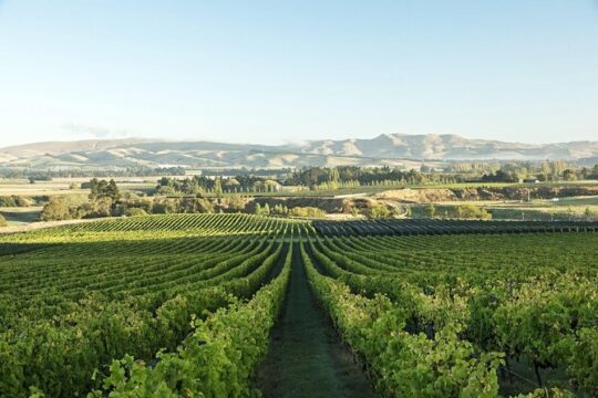 Waipara Wine Experience for 2 or more, inc tastings and lunch