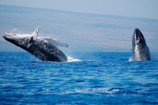 Full day tour in Samana whales with Pickup