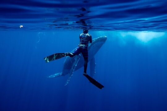 Private Whale Watching Adventure in Mo'orea
