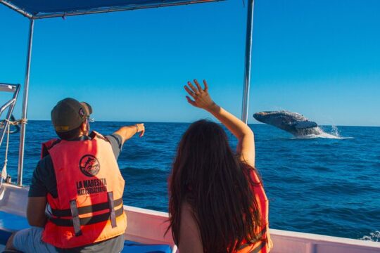Whale Watching Experience in Cabo San Lucas 2 hours