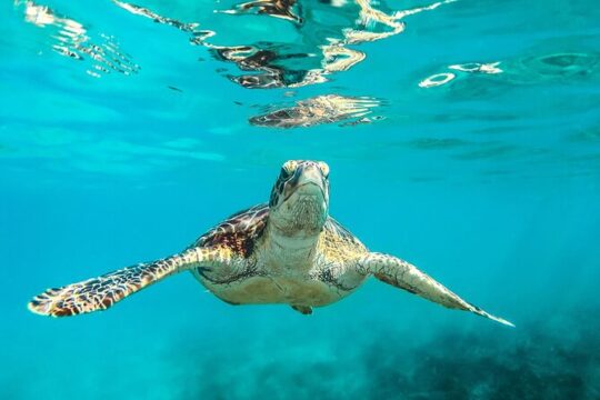 Tulum Ruins and Reef Snorkeling Combo Adventure