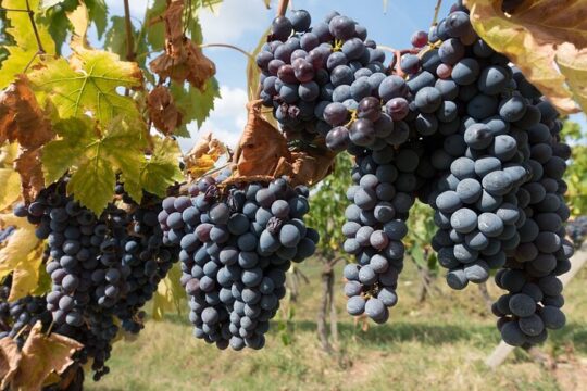 Private Day Trip to Chianti from Florence