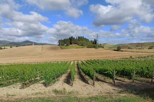 PRIVATE EXCURSION: Visit Siena & Chianti with lunch and tastings