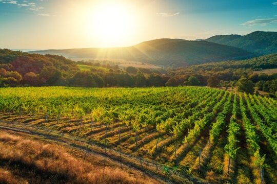 Full-Day Private Ston and Peljesac Wine Tour from Dubrovnik