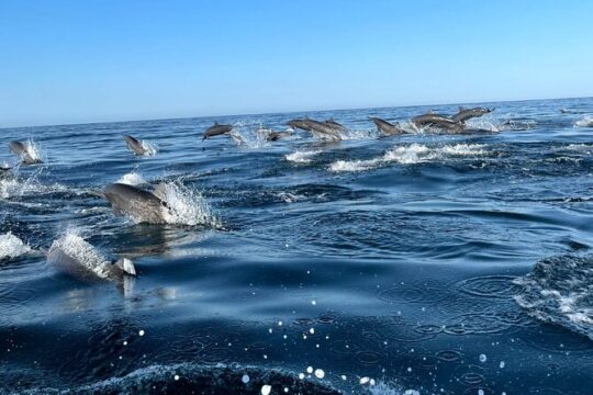 Half Day Marine Safari in Puerto Escondido Mexico