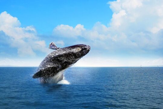 Full-day Whale watching Tour in Samana Bay from Uvero Alto