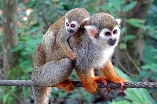 Monkey Enconter & Zip line Adventure