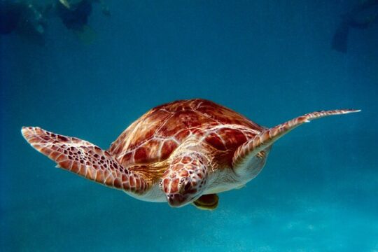 Sea Turtle Sanctuary In Akumal With Cenotes
