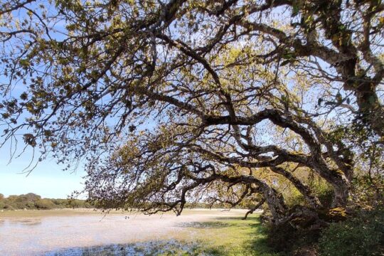 Half Day Tour in Giara of Gesturi