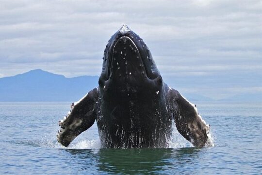 Samana Tours (With Whales) Full Day Excursion! All inclusive Tour!