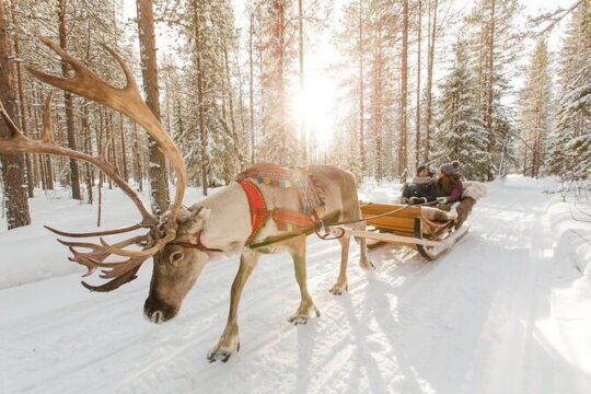 Santa's Reindeer & Husky Safari + Santa's Pets + Aurora BBQ!