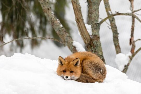 Ranua Wildlife Park Day : Visit the Arctic Animals!