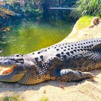 Shore Excursions