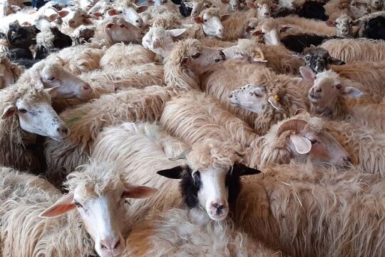 Day with the Shepherd and Lunch in Arzana