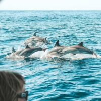 Cruises, Sailing & Water Tours