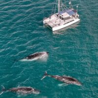Multi-day & Extended Tours