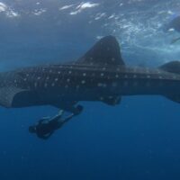 Full-day Tours