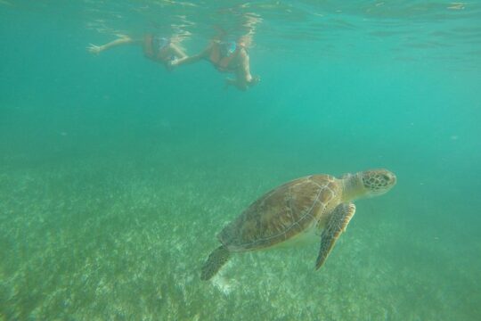 Akumal Marine Turtle Daily Tour