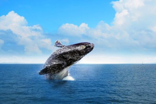 Full Day Humpback Whale Watching Tour in Samana from Uvero Alto