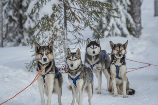 Ice Fishing and Husky
