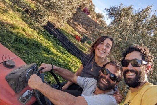 Olive Oil Half Day Private Experience from Granada