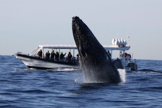 Whale Watching on Speed Boat with canopy from Sydney Harbour