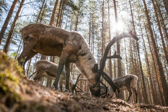 Reindeer Farm and Ranua Wildlife Park