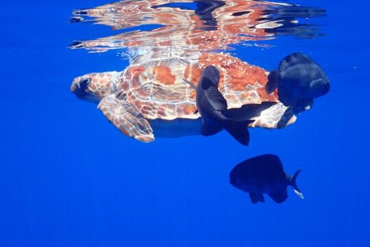 Private Full Day Seafari Boat Experience in the Azores