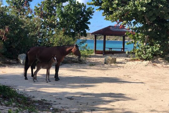 Vieques Island Rich History Tour
