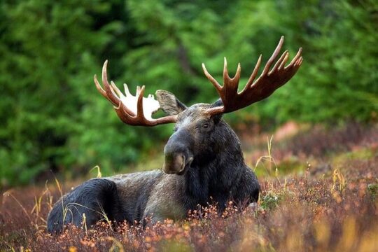 Small-Group Moose Wild Safari from Rovaniemi
