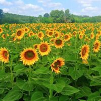 Full-day Tours