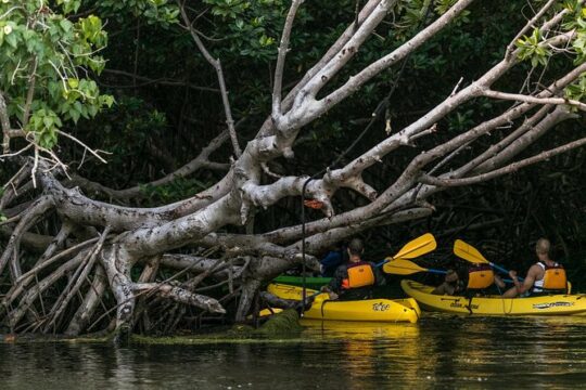 Bio Bay Night Kayaking with Transport from San Juan area