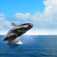 Dolphin & Whale Watching