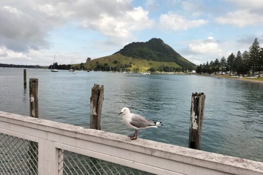 Guided Māori History and Culture Tour to Rotorua and Tauranga
