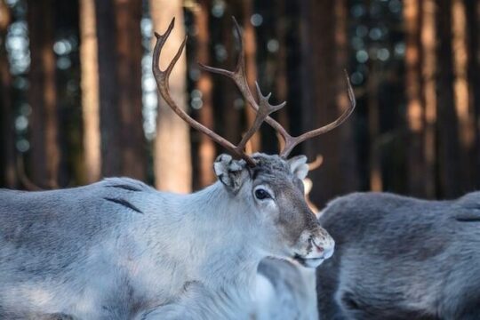 Traditional Reindeer Farm Visit with a Short Sleigh Ride
