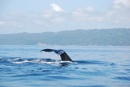 Whale Watching & Limón Waterfall Day Trip