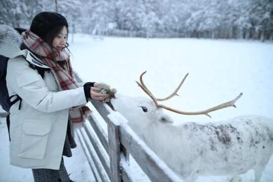 Local Reindeer Farm Visit & Short Sledge Ride