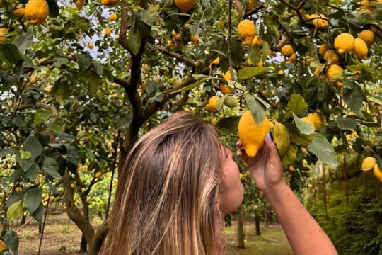 Nonno Mario Lemon tour