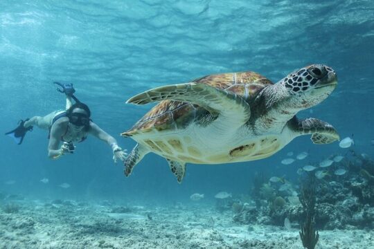 Cobá Tour and Akumal Sea Turtles Snorkeling with Lunch