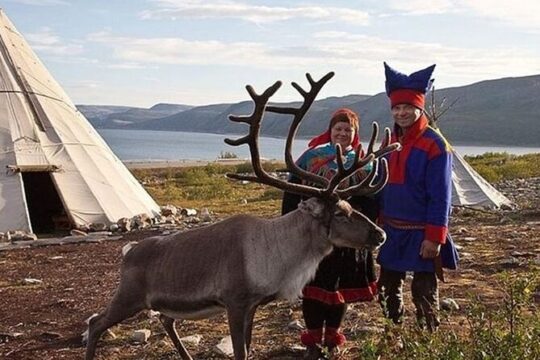 Visit a Lappish Reindeer Farm in the Summer