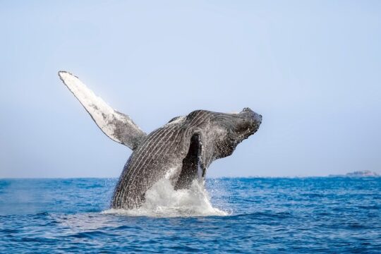 Speed Boat Whale Watching Tour