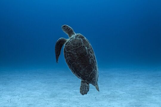 Private Snorkel Tour On The Reef Lagoon