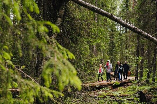 2.5 Hours Hike in Vaattunkikongas Forest Trail