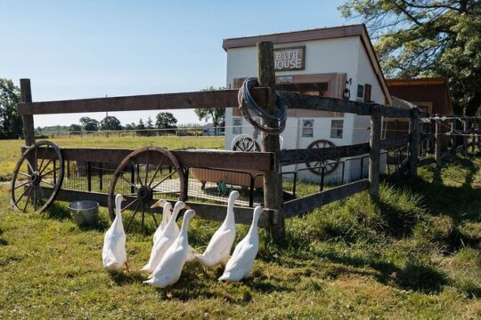 Farm Visit With Mini Domestic Animals