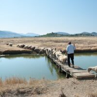 Shore Excursions
