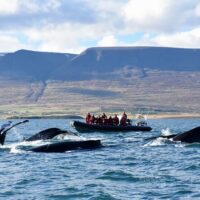 Jet Boats & Speed Boats