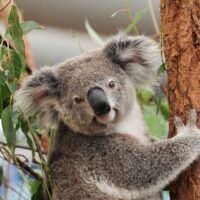 Sightseeing Tickets & Passes