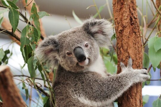 Lone Pine Koala Sanctuary Day Pass