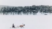 Authentic reindeer experience